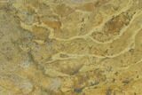 Pennsylvanian, Fossil Microbial Mat - Oklahoma #133146-1